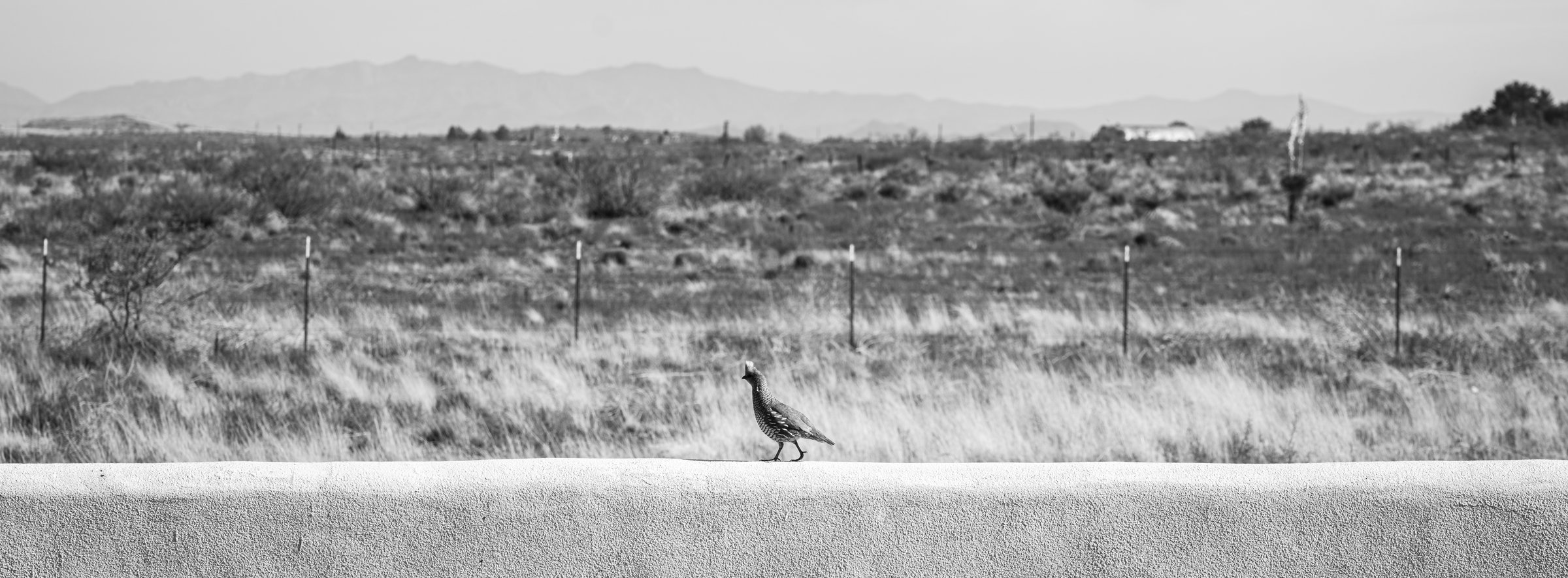 Quail Road